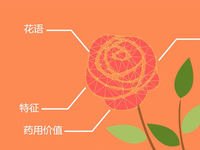 如何認(rèn)出花名？微軟識(shí)花一鍵搞定