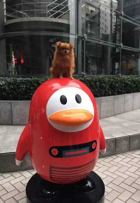 這很騰訊！深圳騰訊大廈驚現(xiàn)70只巨人企鵝