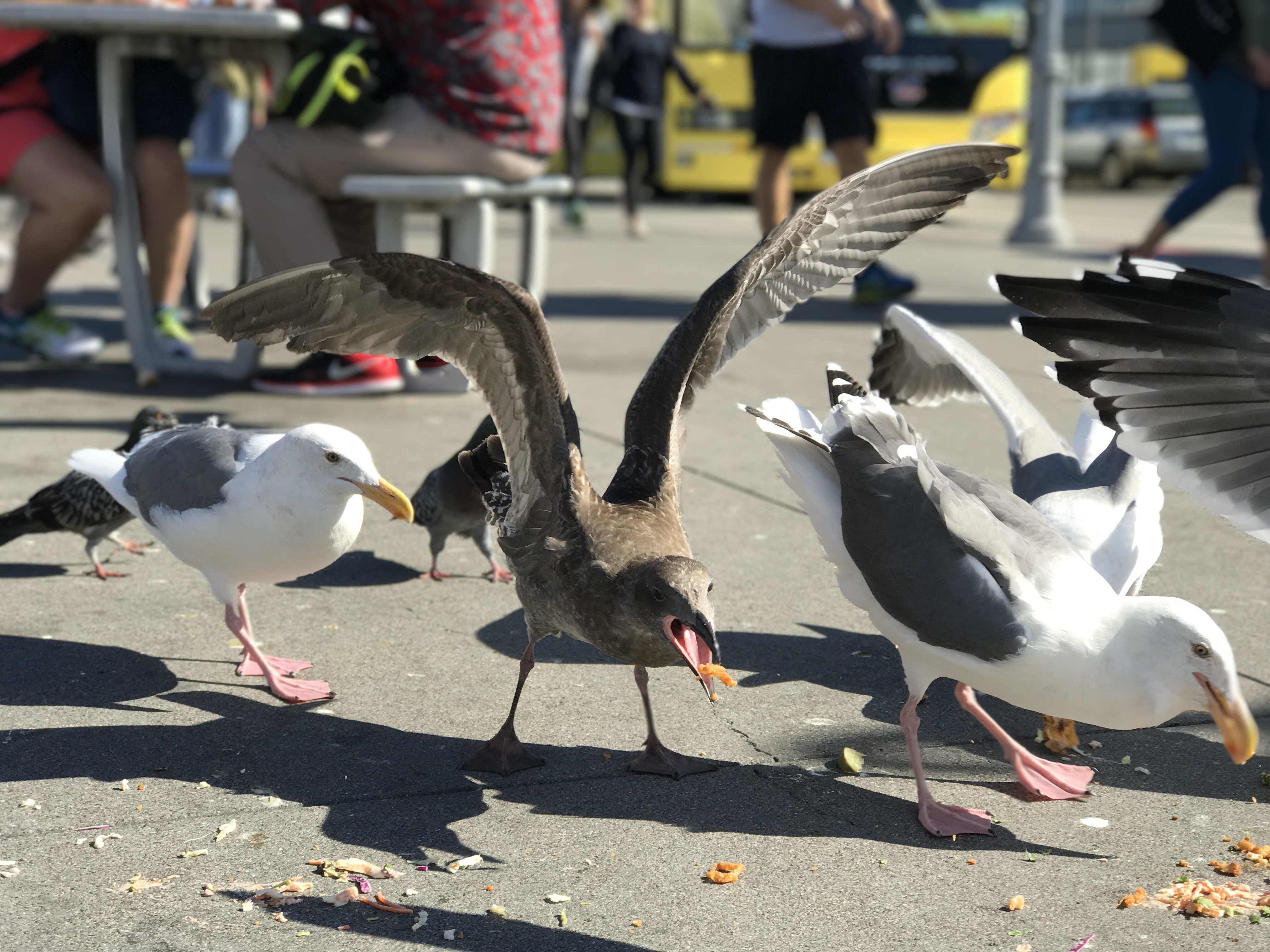 iPhone 7 Plus兩個(gè)月體驗(yàn)：老司機(jī)變藝術(shù)范！