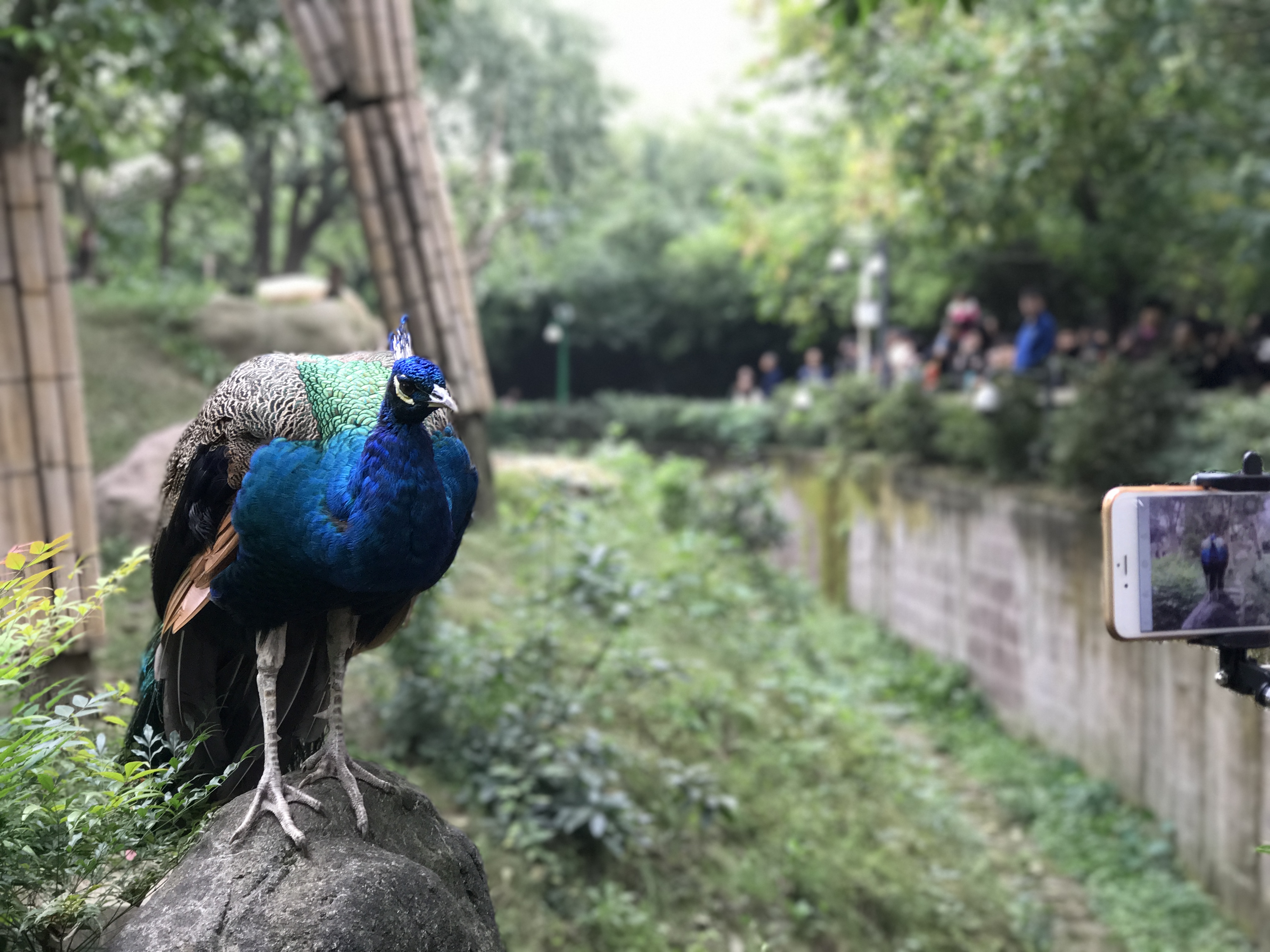 iPhone 7 Plus兩個(gè)月體驗(yàn)：老司機(jī)變藝術(shù)范！