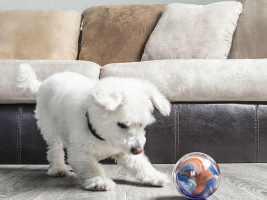 沒有最遠(yuǎn)的距離 逗貓遛狗寵物達(dá)人必備 