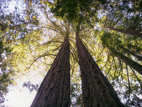 真正一機走天下！首款十六鏡頭相機Light L16最終版發(fā)布