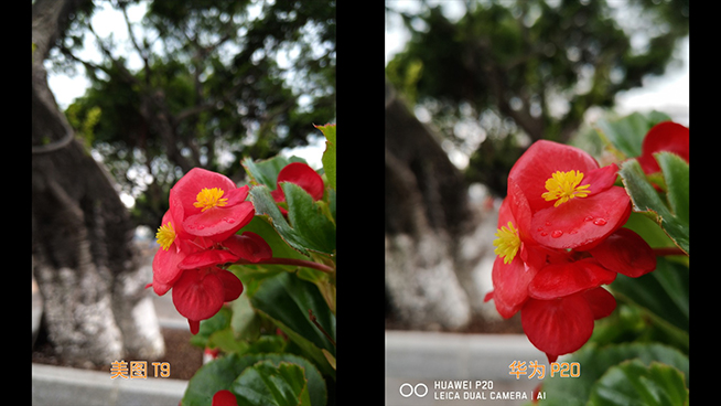 美圖T9華為P20拍照對比：被美顏?zhàn)耘牡⒄`了拍照實(shí)力派
