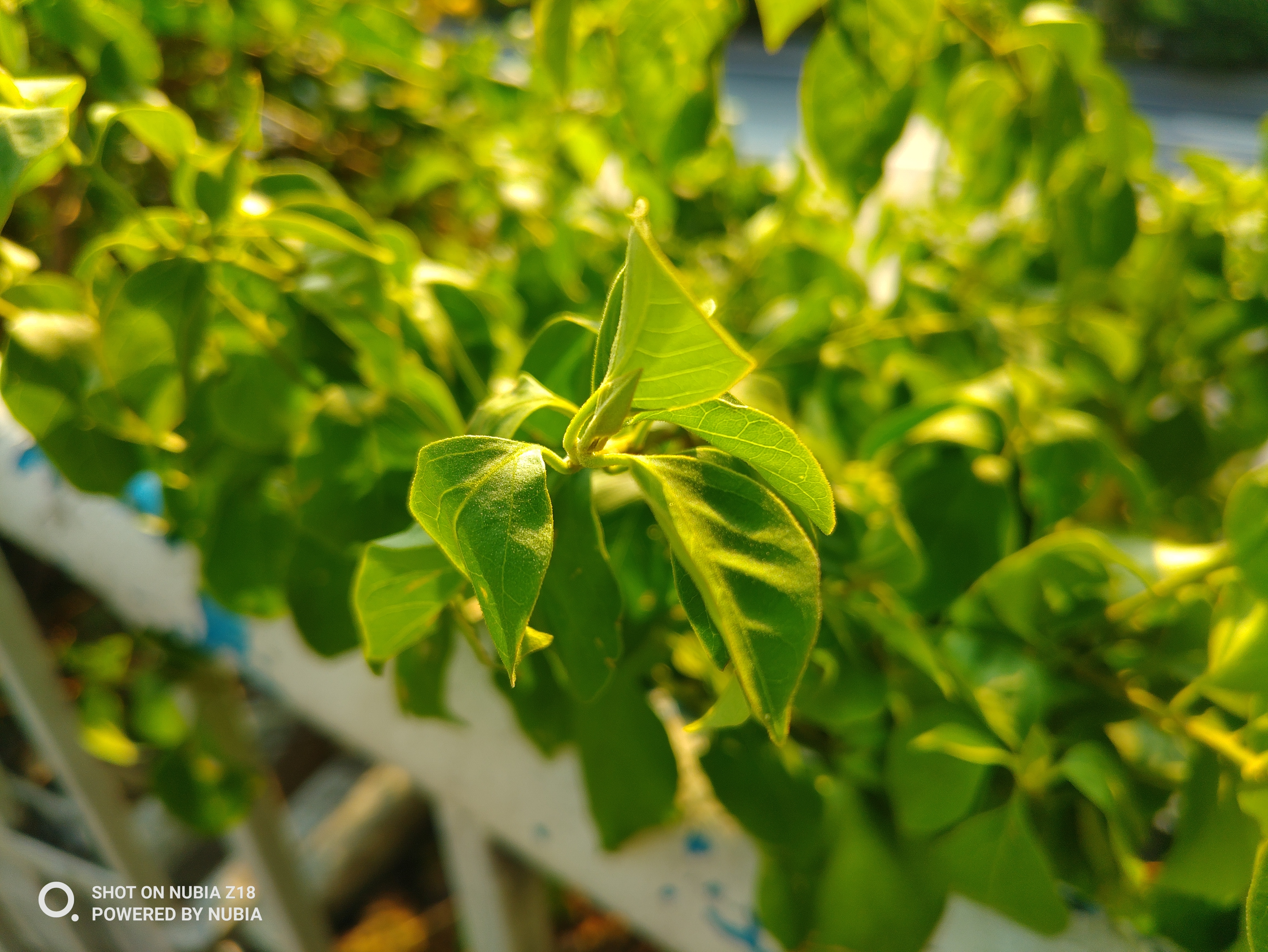 努比亞Z18視頻評測：顏值出色 AI相機(jī)出眾