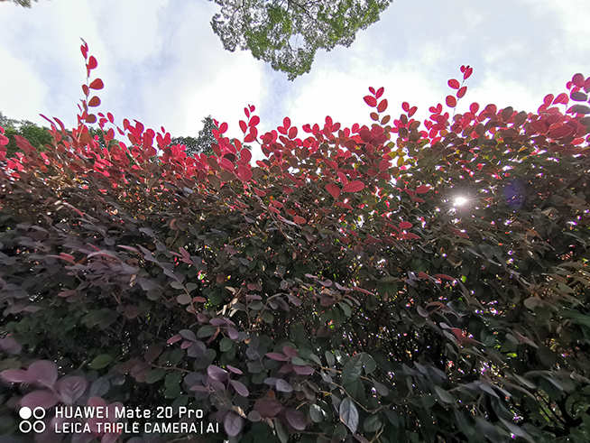 華為Mate 20 Pro拍照評測:實用超廣角 夜景表現(xiàn)讓人難忘