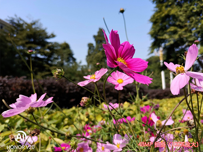 榮耀V20實(shí)拍樣張測試：4800萬像素超清單攝 成像很有競爭力