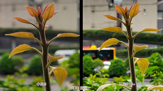 三星S10+小米9相機(jī)對比：小米虛化更好 但綜合表現(xiàn)三星明顯占優(yōu)