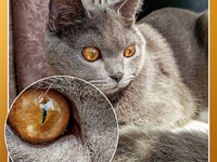 跟realme搶首發(fā)？紅米新機也要用上三星6400萬超清鏡頭