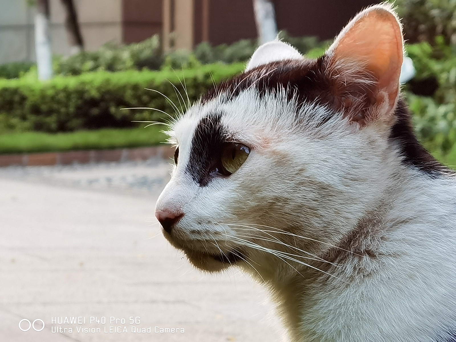 DxO第一到底強在哪？華為P40 Pro掃街實測給你答案