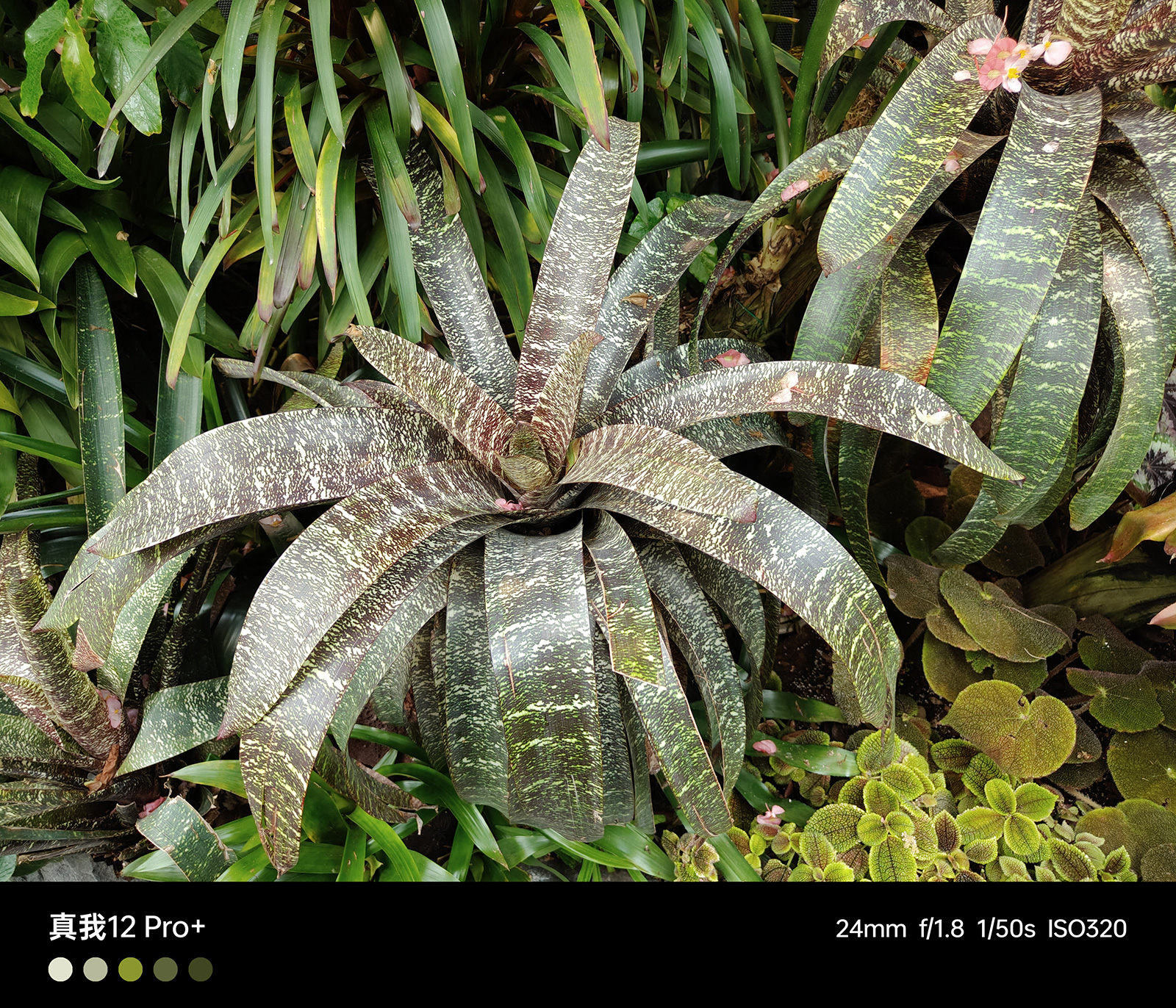 中端機新驚喜！真我12 Pro+體驗：長焦大越級